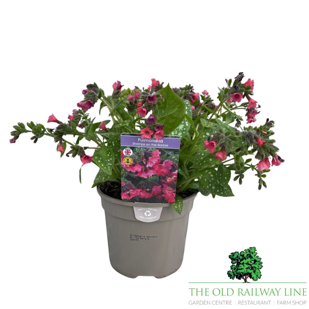 Pulmonaria 'Shrimps On The Barbie' Plant - 2Ltr Pot