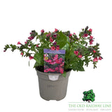 Pulmonaria 'Shrimps On The Barbie' Plant - 2Ltr Pot