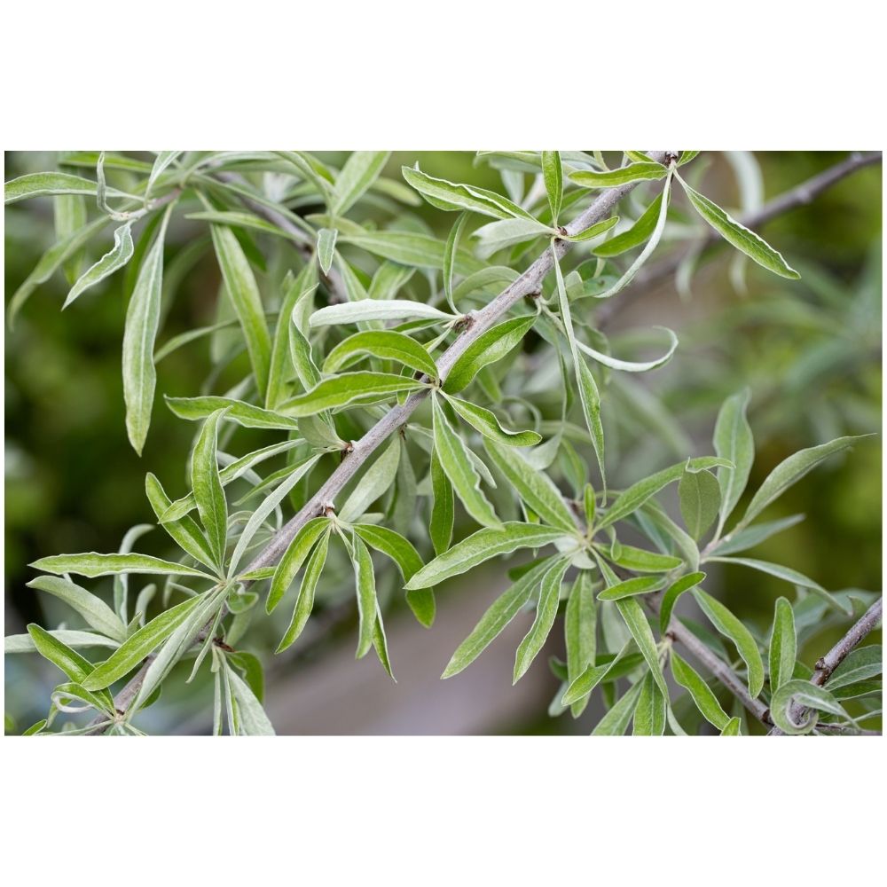 Pyrus Salicifolia 'Pendula' 12Ltr Pot