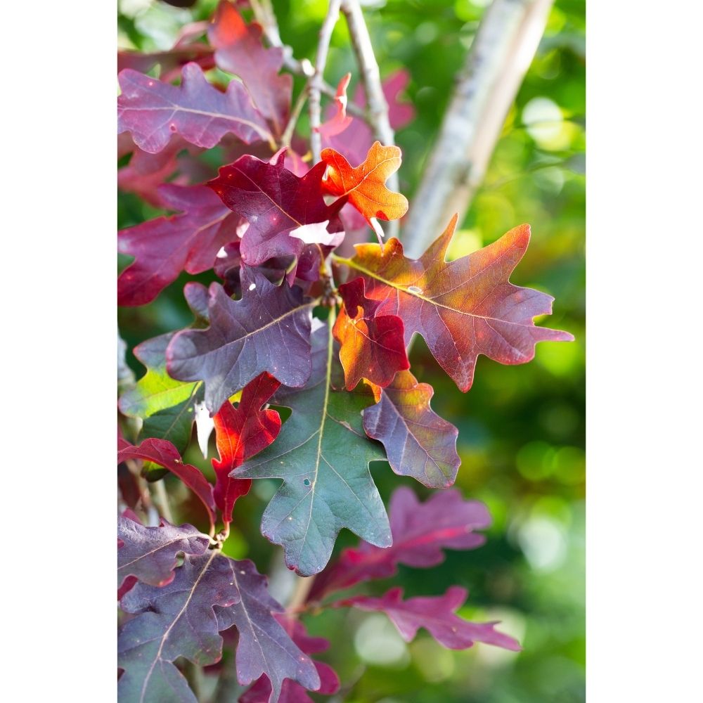 Frank P Matthews 12 Litre 'Quercus Rubra' Red Oak Tree