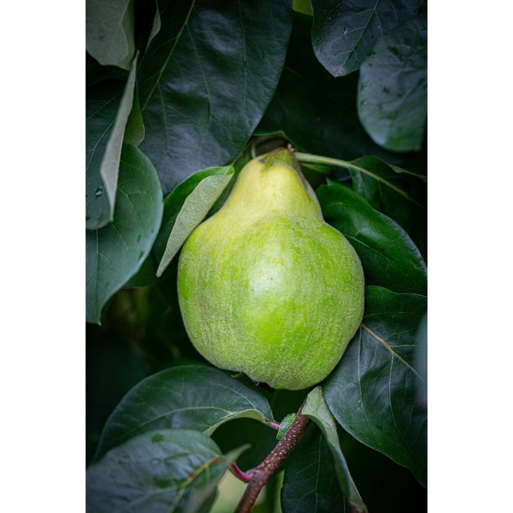 Quince Tree 'Vranja' Half Standard 12Ltr Pot