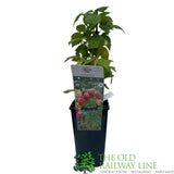 Raspberry 'Autumn Bliss' Fruit Bush 3L Pot