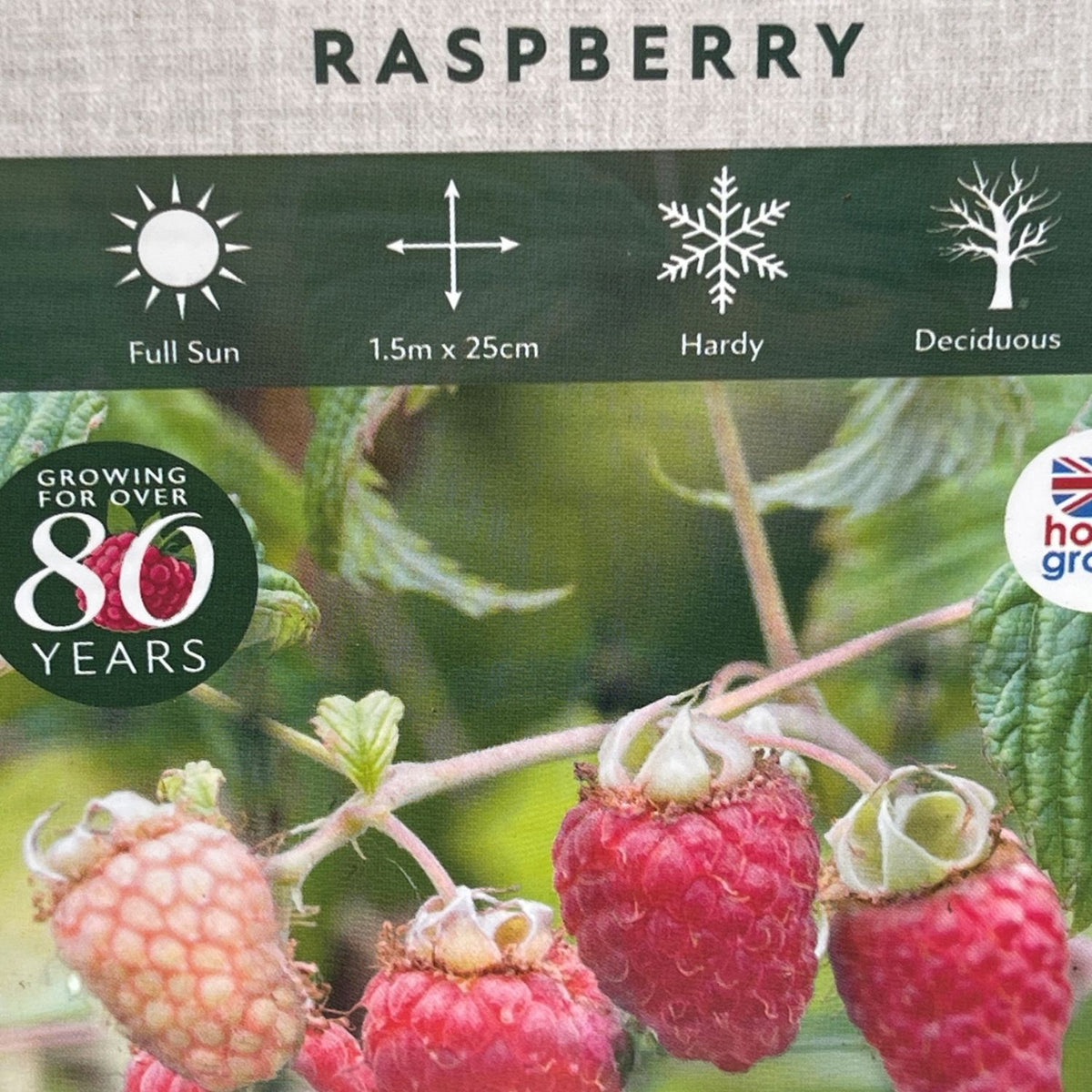 Autumn Raspberry Bush Raspberry 'Autumn Chef' Fruit Bush - 3Ltr Pot – Old Railway Line Garden ...