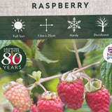 Raspberry 'Autumn Chef' Fruit Bush - 3Ltr Pot