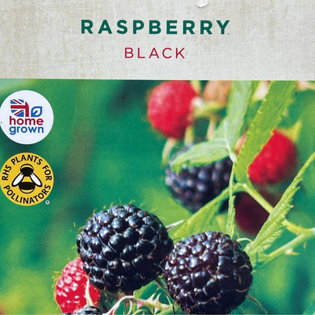 Raspberry 'Black Jewel' Fruit Bush Plant - 3Ltr Pot