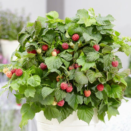 Raspberry 'Bonbonberry Yummy' Fruit Bush - 5Ltr Pot - Old Railway Line Garden Centre