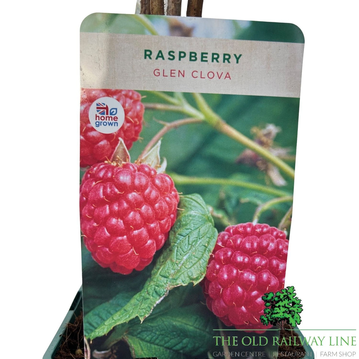 Raspberry 'Glen Clova' Fruit Bush - 3Ltr Pot