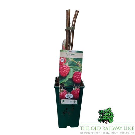Raspberry 'Glen Clova' Fruit Bush - 3Ltr Pot - Old Railway Line Garden Centre