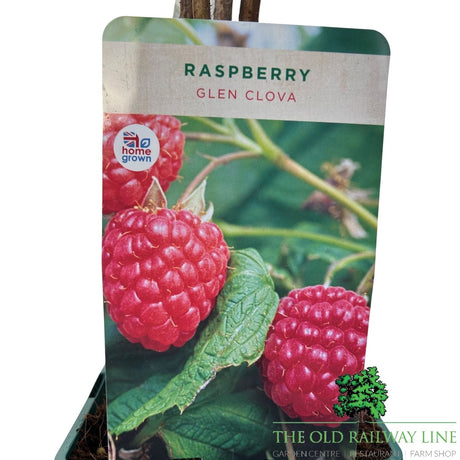 Raspberry 'Glen Clova' Fruit Bush - 3Ltr Pot - Old Railway Line Garden Centre