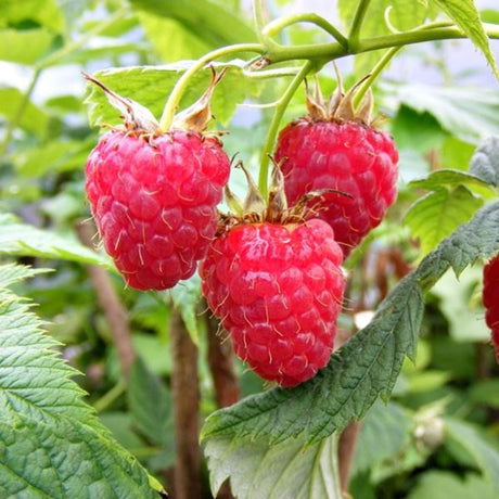 Raspberry 'Glen Lyon' 5 Canes Fruit Bush - 3Ltr Pot - Old Railway Line Garden Centre