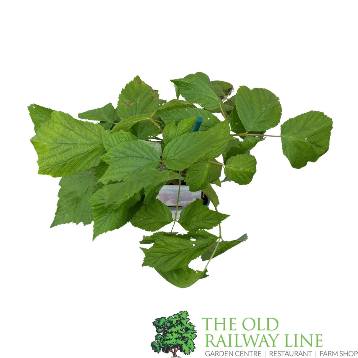 Raspberry 'Heritage' Fruit Bush - 3Ltr Pot