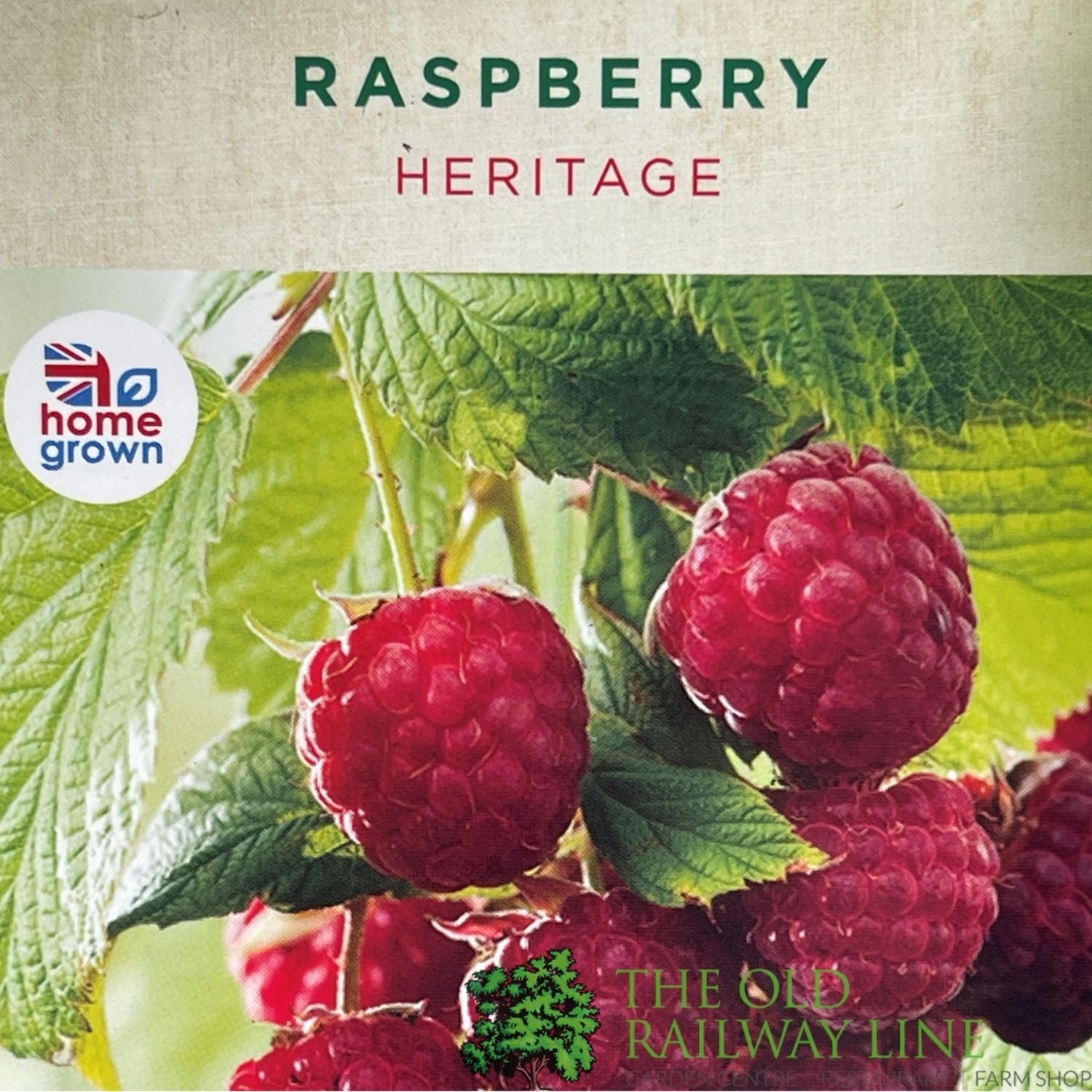 Raspberry 'Heritage' Fruit Bush - 3Ltr Pot