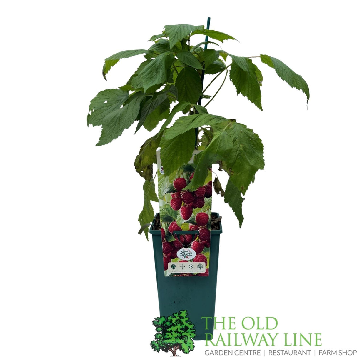 Raspberry 'Heritage' Fruit Bush - 3Ltr Pot