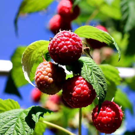 Raspberry 'Octavia' Fruit Bush - 3Ltr Pot - Old Railway Line Garden Centre
