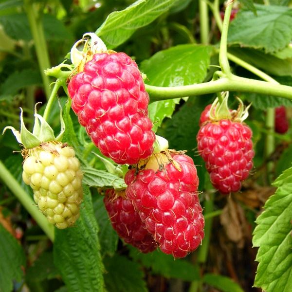 Raspberry 'Tulameen 5'S' Fruit Bush 3Ltr Pot - Old Railway Line Garden Centre