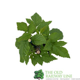 Raspberry Tulameen Fruit Bush - 3Ltr Pot