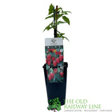 Raspberry Tulameen Fruit Bush - 3Ltr Pot