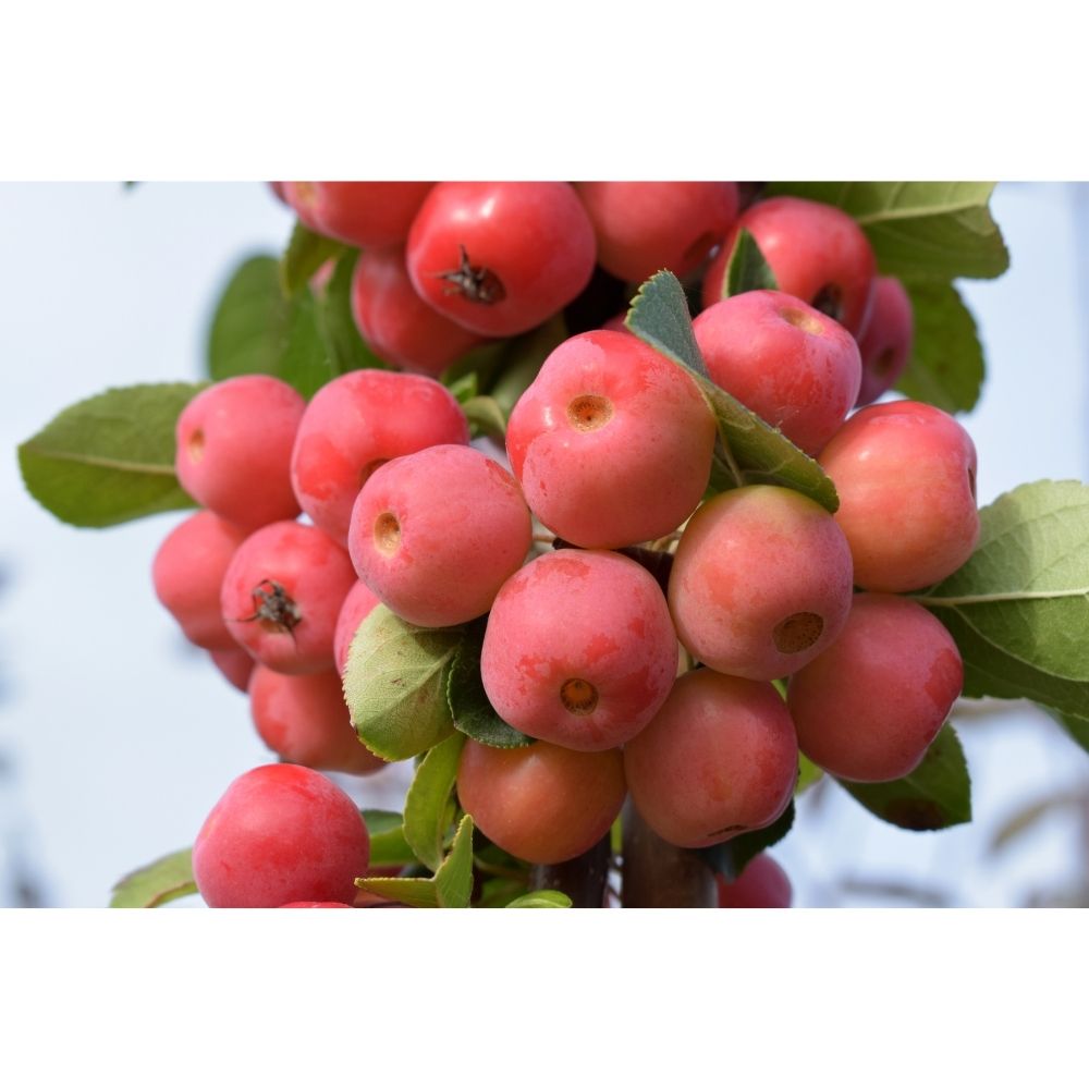Crab Apple Tree 'Malus x robusta Red Sentinel' 12Ltr Pot
