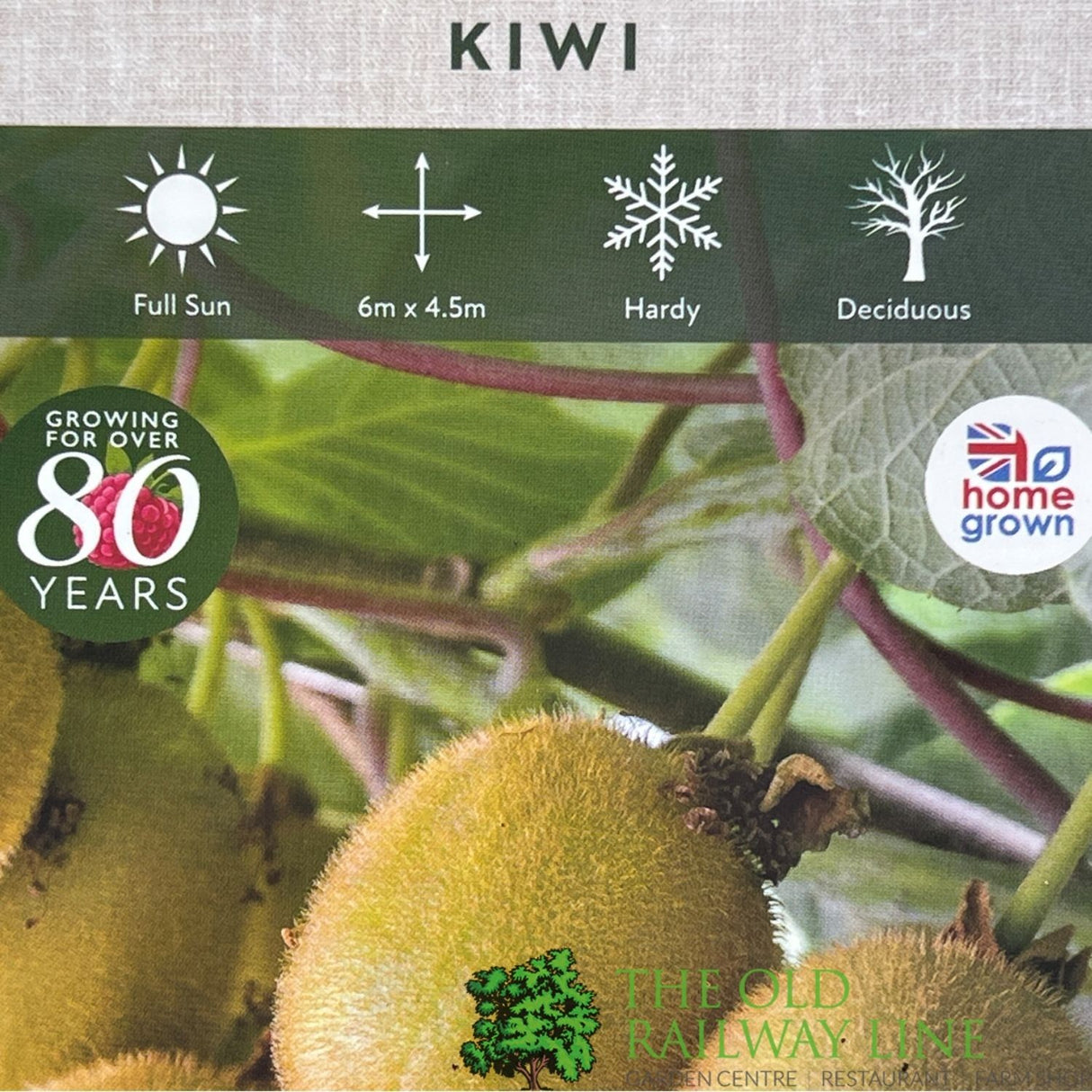 Kiwi 'Jenny' Fruit Bush - 3Ltr Pot