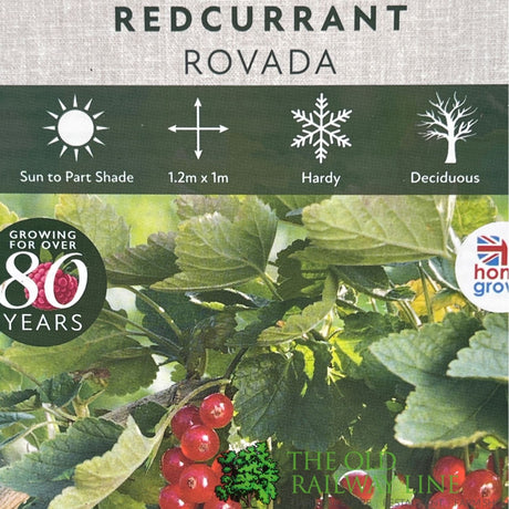 Redcurrant Rovada Fruit Bush - 3Ltr Pot