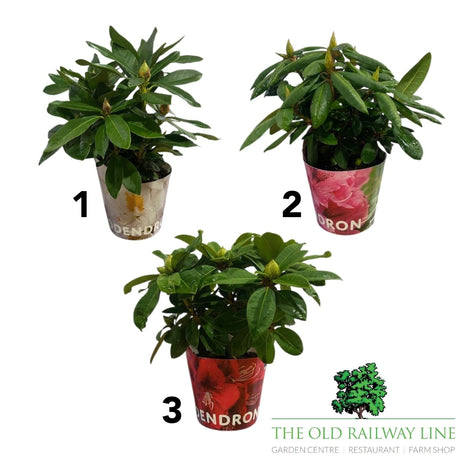 Rhododendron Plant Mixed - 2Ltr Pot - Old Railway Line Garden Centre