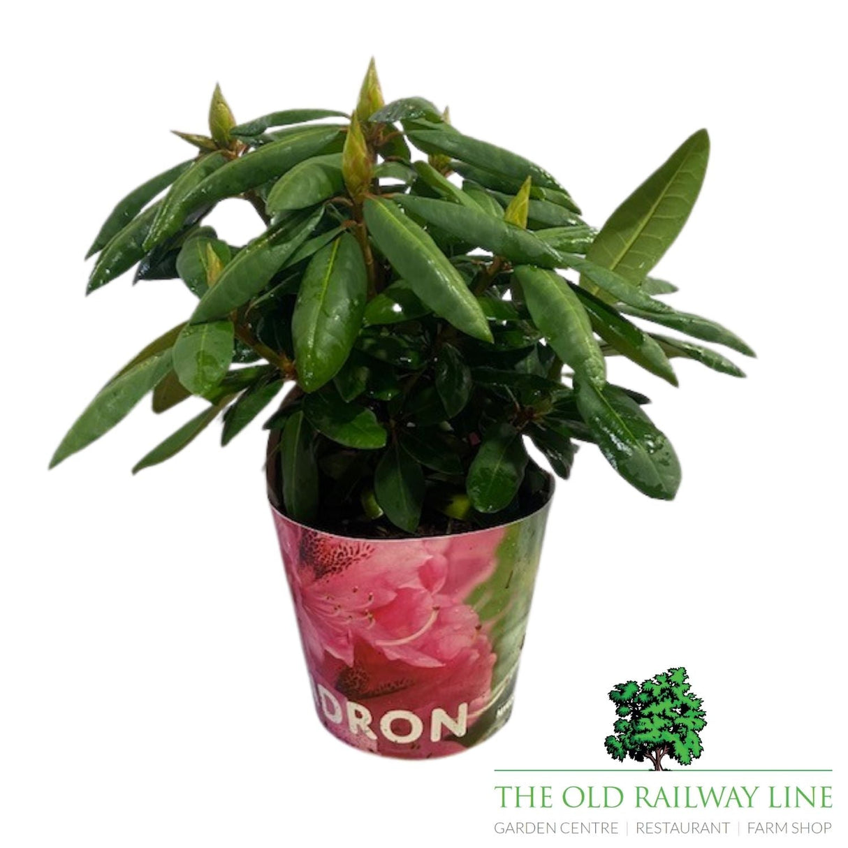 Rhododendron Plant Mixed - 2Ltr Pot - Old Railway Line Garden Centre