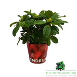 Rhododendron Plant Mixed - 2Ltr Pot - Old Railway Line Garden Centre