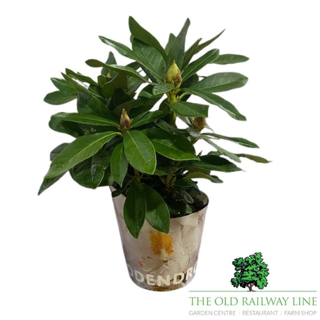 Rhododendron Plant Mixed - 2Ltr Pot - Old Railway Line Garden Centre