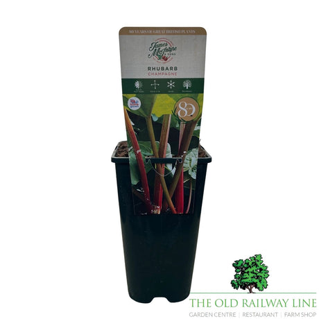 Rhubarb 'Champagne' Fruit Plant 3Ltr Pot