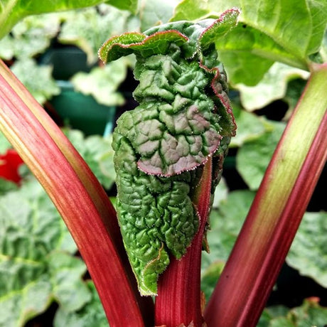 Rhubarb 'Raspberry Red' Fruit Plant 3Ltr Pot - Old Railway Line Garden Centre