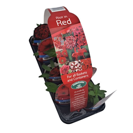 Riot in Red Collection Plug Plants - 8 Plants - Old Railway Line Garden Centre