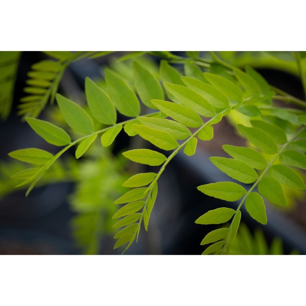 Robinia pseudoacacia ‘Frisia’ False Acacia Tree 12Ltr Pot