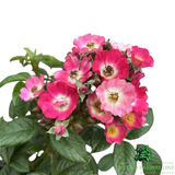 Rosa Rosy Boom Mini Rose Plant - 6Ltr Pot - Old Railway Line Garden Centre