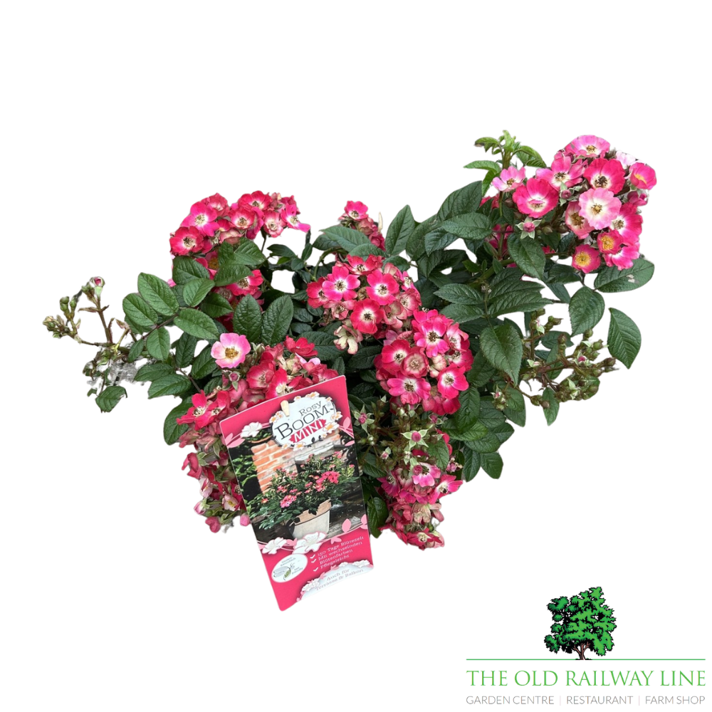Rosa Rosy Boom Mini Rose Plant - 6Ltr Pot - Old Railway Line Garden Centre