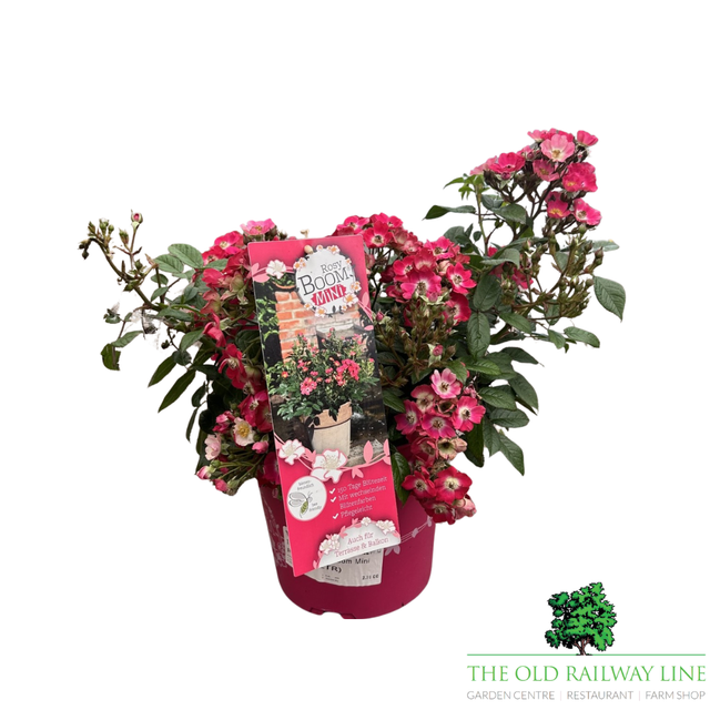 Rosa Rosy Boom Mini Rose Plant - 6Ltr Pot - Old Railway Line Garden Centre