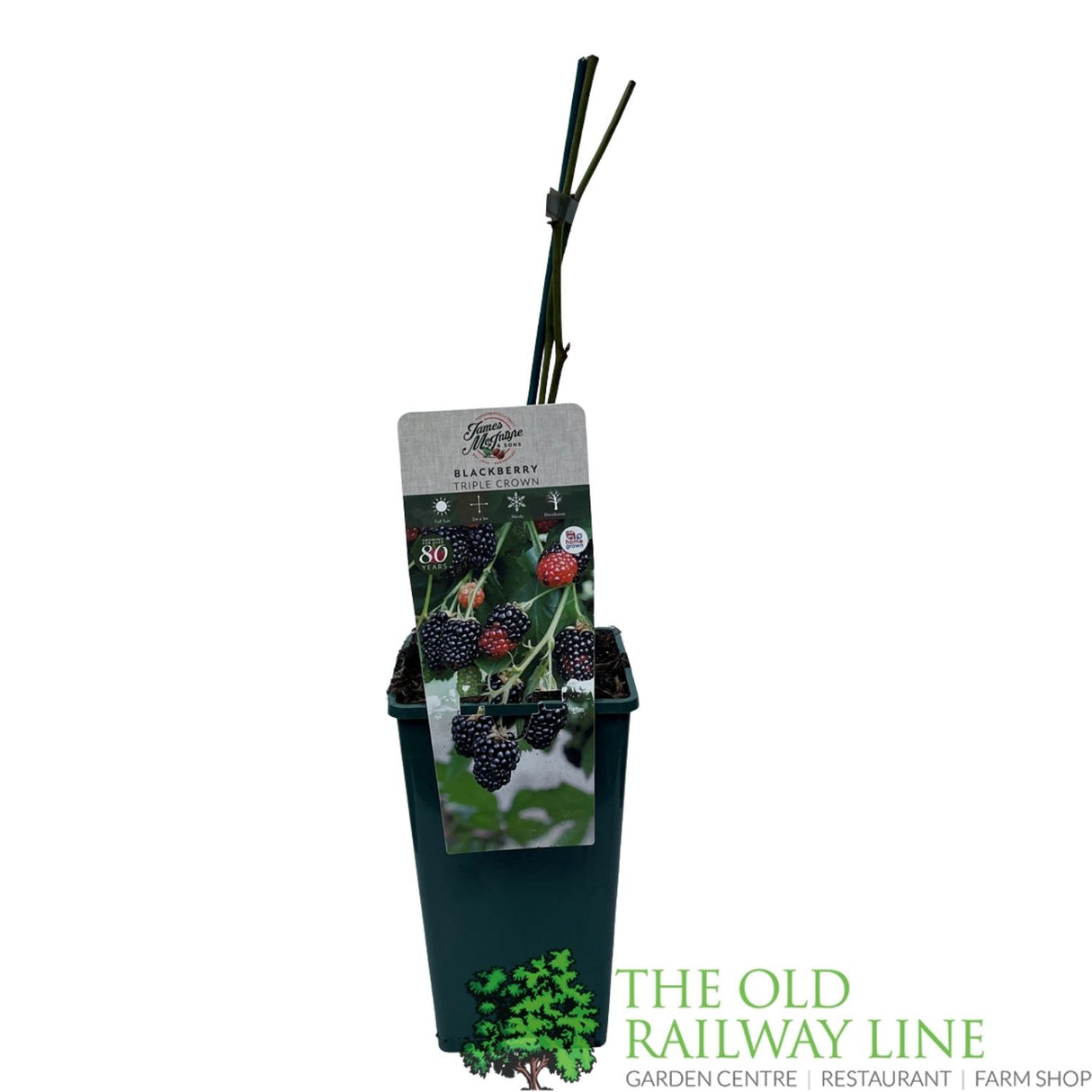 Blackberry Triple Crown Fruit Bush - 3Ltr Pot