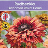 Rudbeckia hirta 'Enchanted Velvet Flame' Plant - 3Ltr Pot