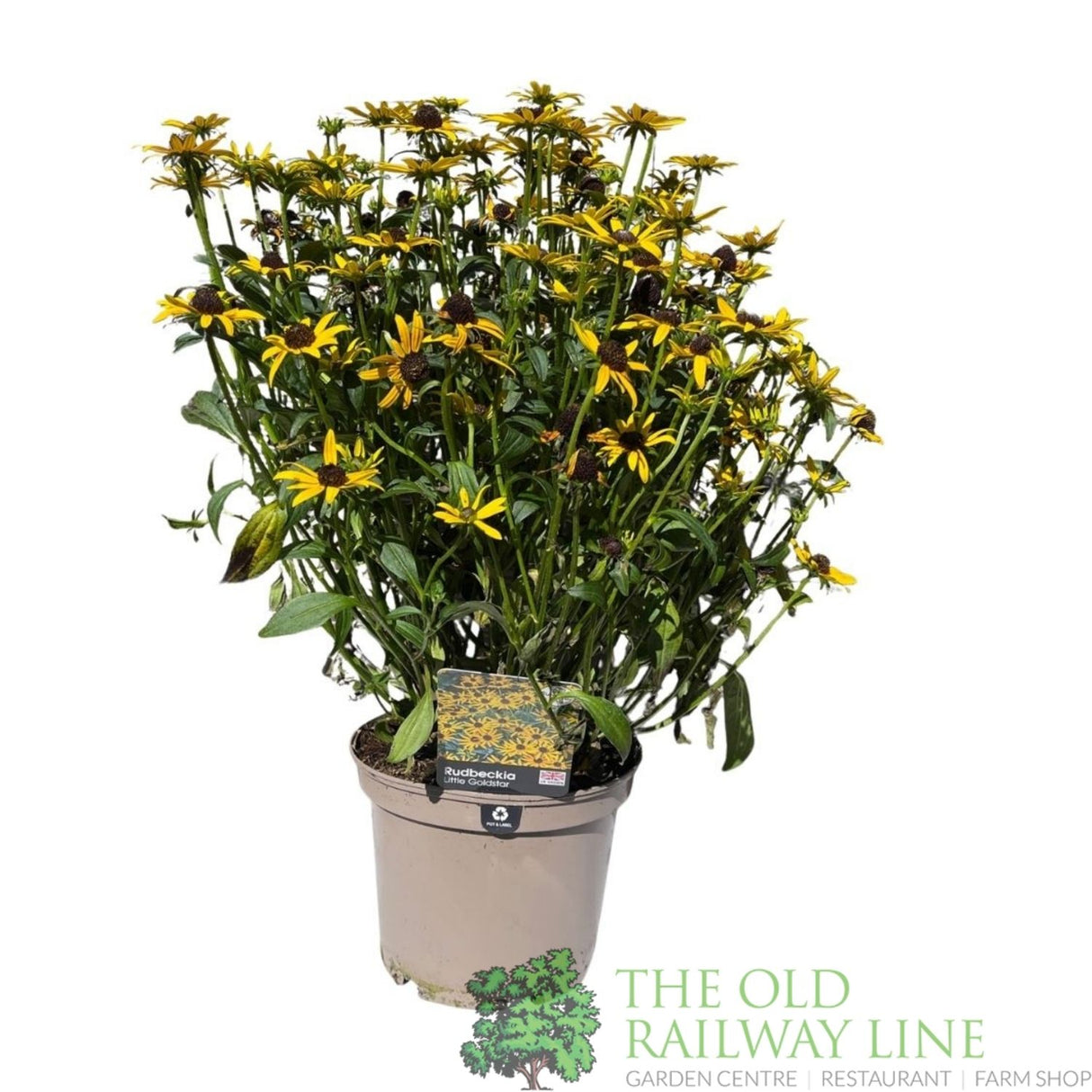 Rudbeckia fulgida 'Little Goldstar' Plant - 3Ltr Pot