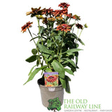 Rudbeckia hirta 'Enchanted Velvet Flame' Plant - 3Ltr Pot
