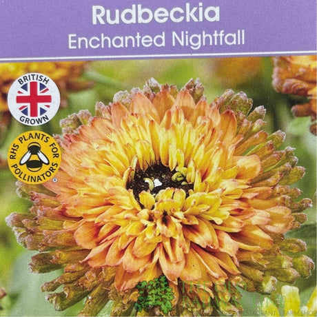 Rudbeckia hirta ''Enchanted Nightfall' Plant - 3Ltr Pot