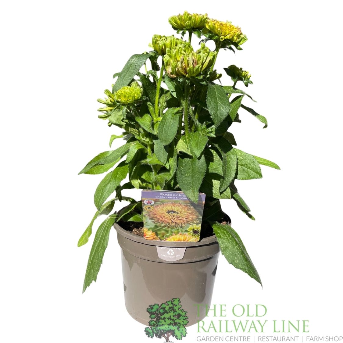 Rudbeckia hirta ''Enchanted Nightfall' Plant - 3Ltr Pot