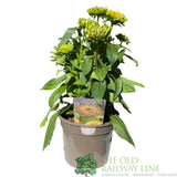 Rudbeckia hirta ''Enchanted Nightfall' Plant - 3Ltr Pot