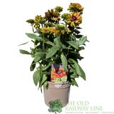 Rudbeckia hirta 'Enchanted Romance' Plant - 3Ltr Pot