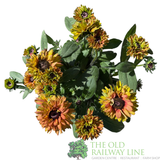 Rudbeckia hirta 'Enchanted Romance' Plant - 3Ltr Pot