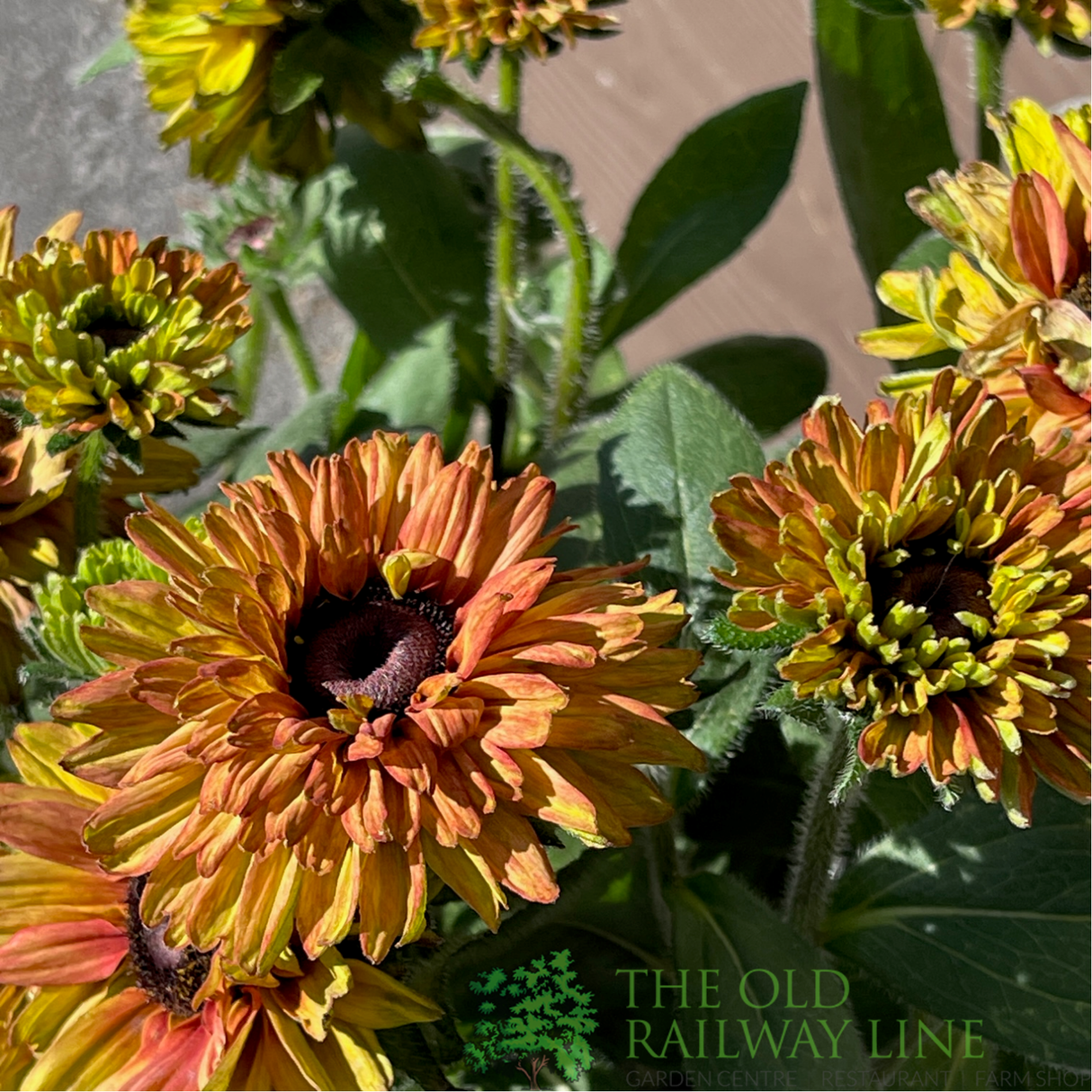 Rudbeckia hirta 'Enchanted Romance' Plant - 3Ltr Pot