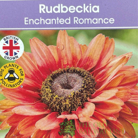 Rudbeckia hirta 'Enchanted Romance' Plant - 3Ltr Pot