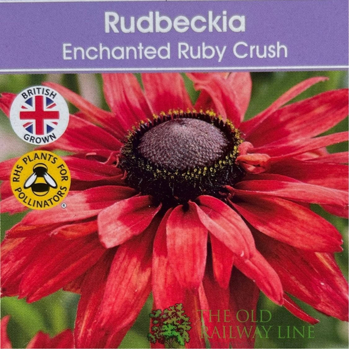 Rudbeckia hirta 'Enchanted Ruby Crush' Plant - 3Ltr Pot