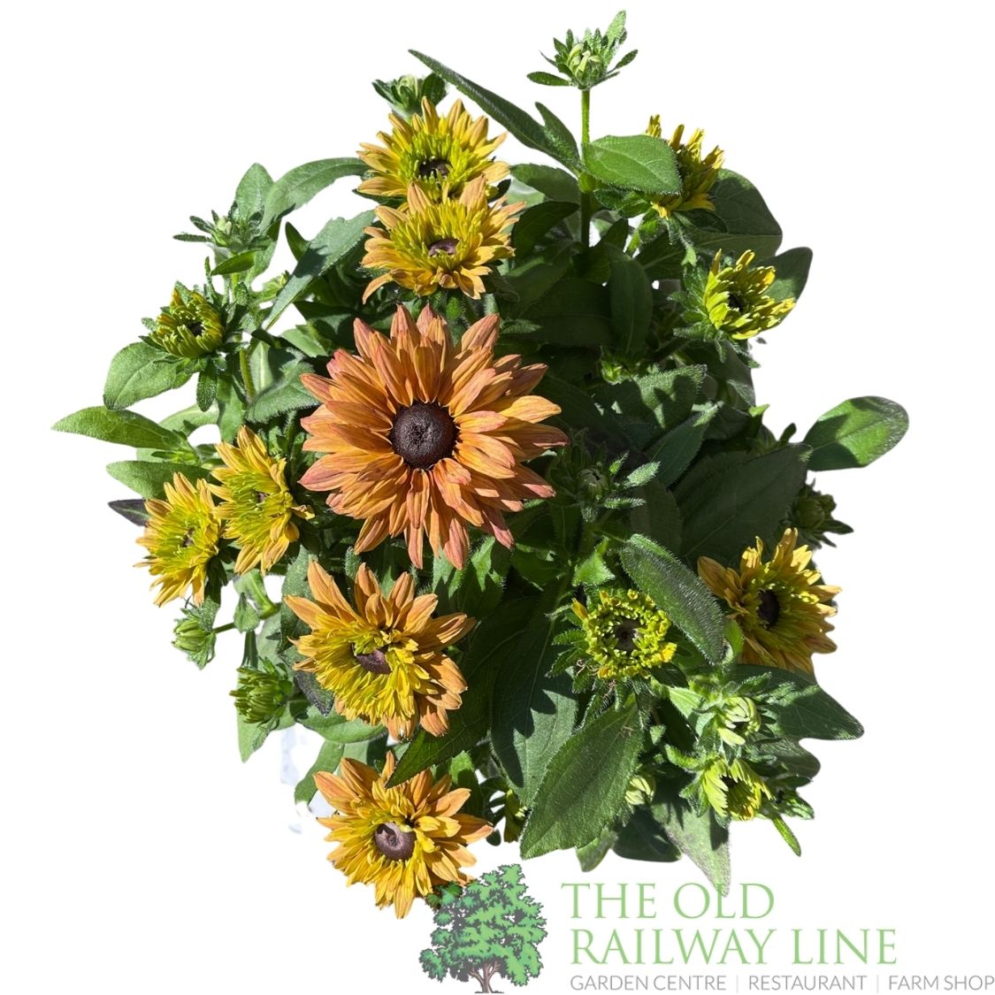 Rudbeckia hirta 'Enchanted Ruby Crush' Plant - 3Ltr Pot