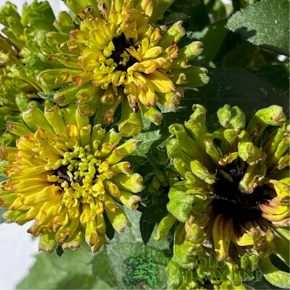 Rudbeckia hirta ''Enchanted Nightfall' Plant - 3Ltr Pot