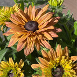 Rudbeckia hirta 'Enchanted Ruby Crush' Plant - 3Ltr Pot